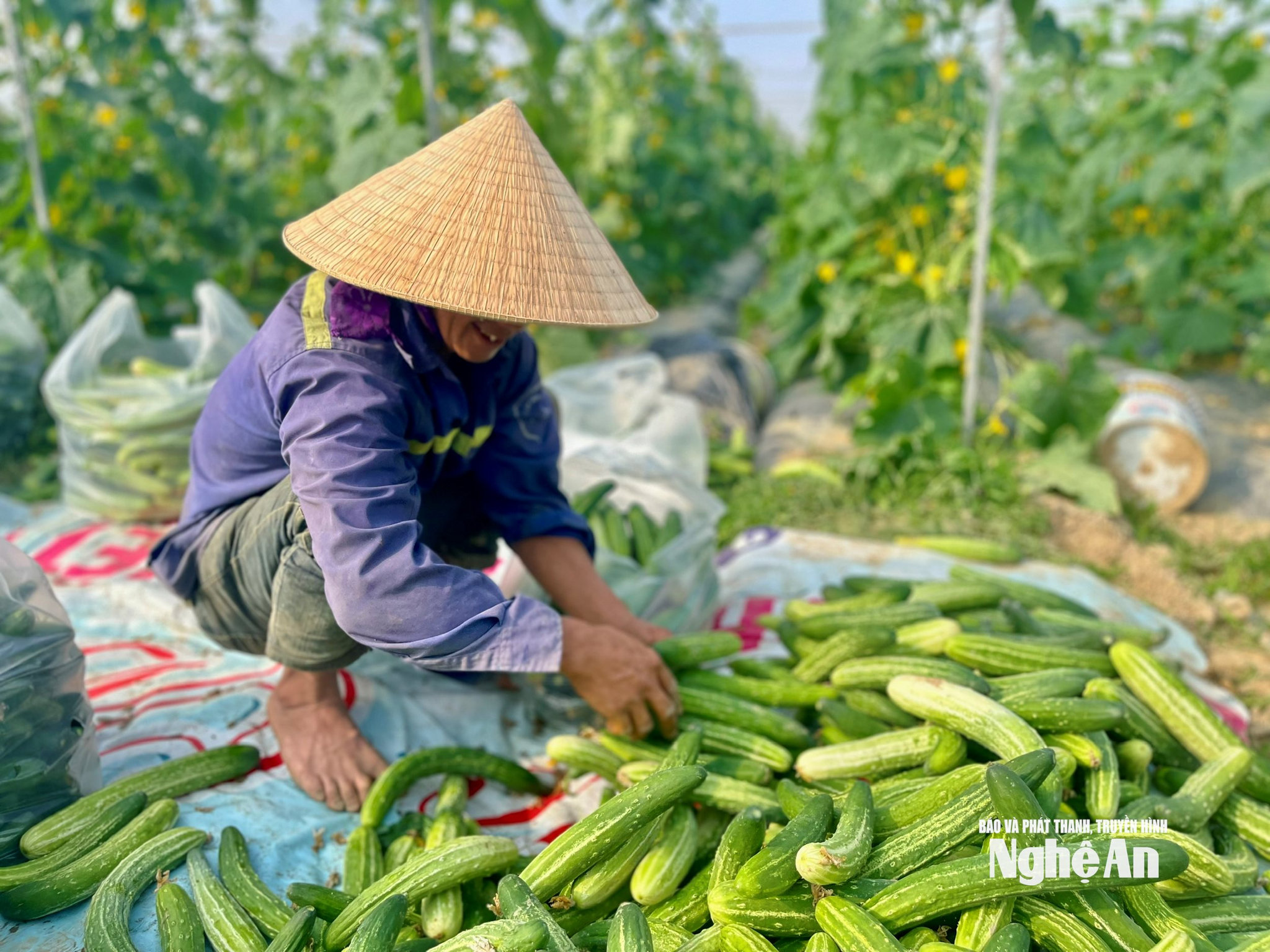 mô hình “Trồng dưa chuột hữu cơ ứng dụng hệ thống tưới tự động” cho năng 50 tấn_ha, cao hơn 25% so với canh tác đại trà.