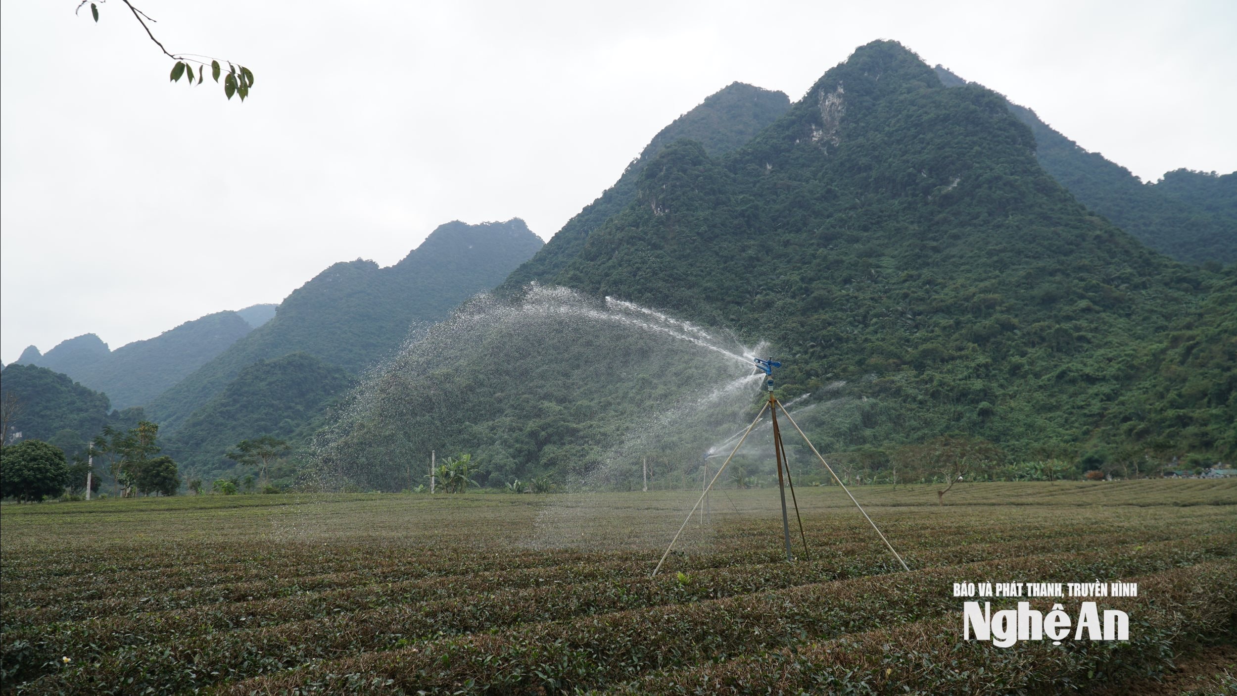 Ứng dụng tưới phun tại vjungf chè xã Ạnh Sơn