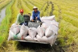 Hoạt động đóng gói gạo xuất khẩu tại cảng khu vực phía Nam