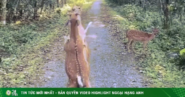 Khoảnh khắc hươu đối đầu tại Cúc Phương Hai chú hươu đang so găng tại Vườn quốc gia Cúc Phương