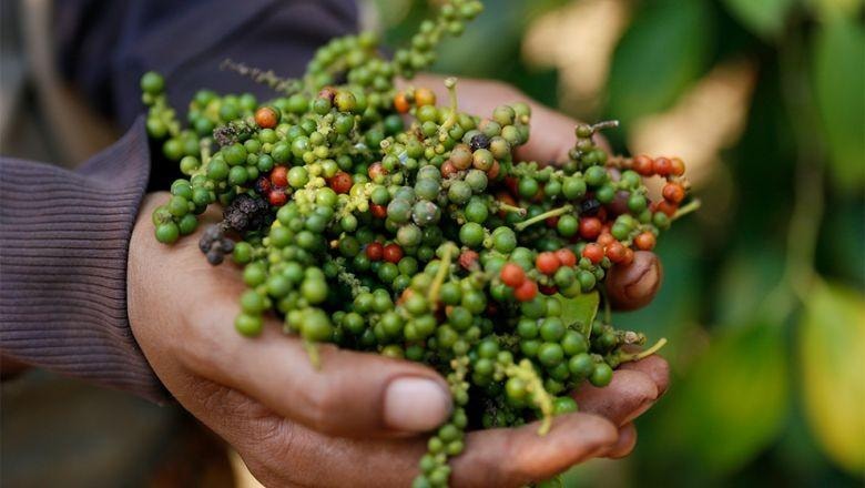 Nông dân thu hoạch hồ tiêu tại Việt Nam