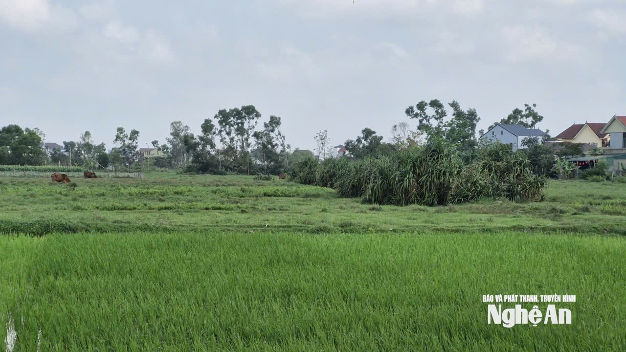 Trên khu đất thực hiện Dự án Khu thể thao và đô thị sinh thái phức hợp, có nhiều bãi hoang. Ảnh: Nhật Lân