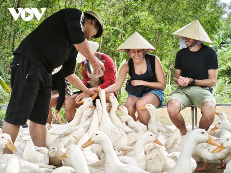 Vịt được huấn luyện từ nhỏ nên khá thân thiện với con người