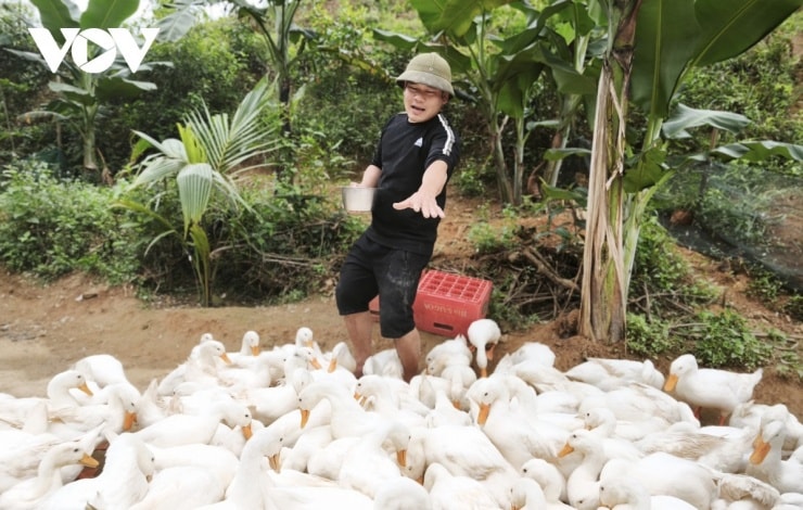 Anh Trần Quốc Hoàn, chủ nông trại Duck Farm Phong Nha