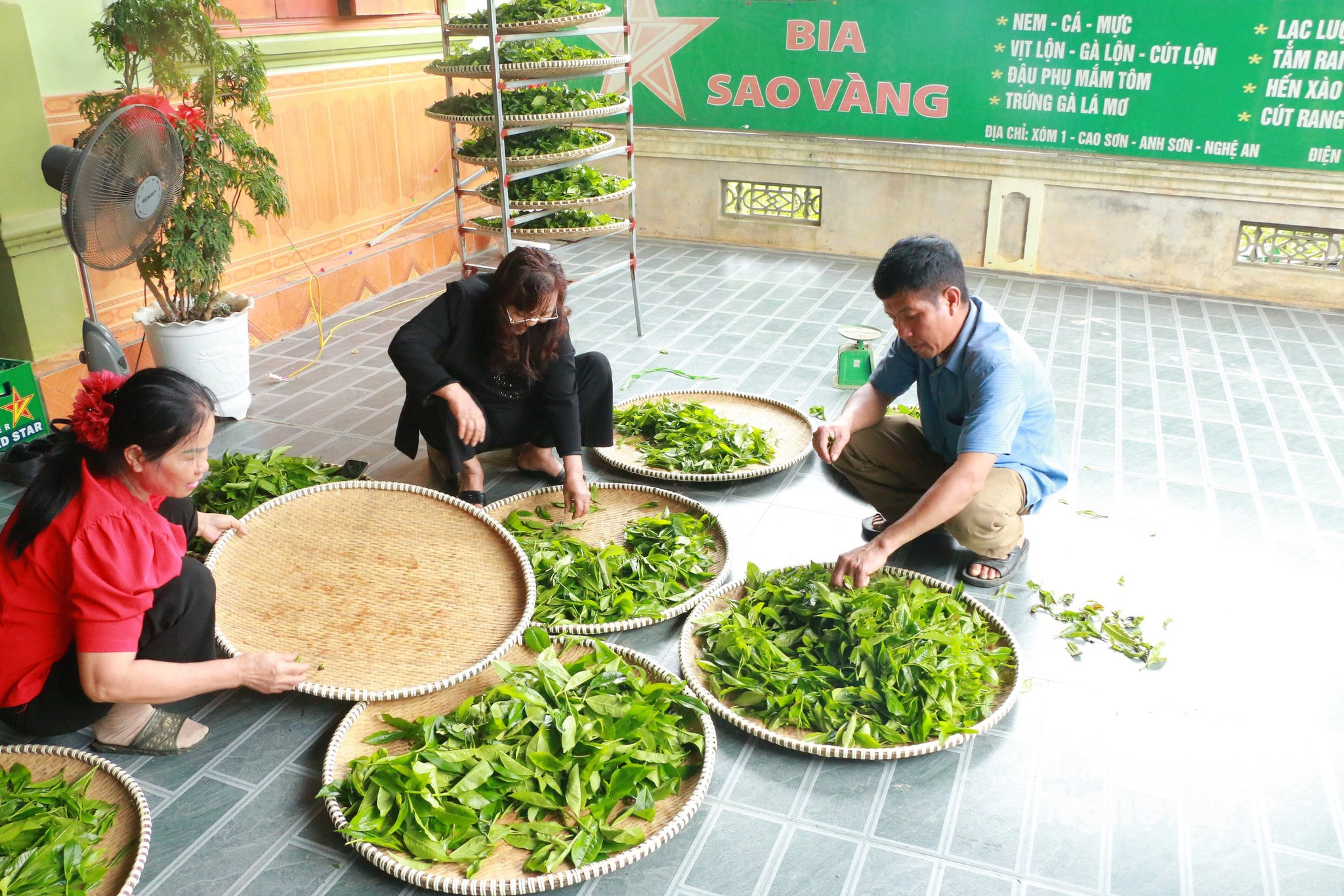 Trưởng Thôn Lê Sỹ Tiến cùng các hộ dân lựa chọn các búp chè tươi để làm chè trà. Ảnh GH