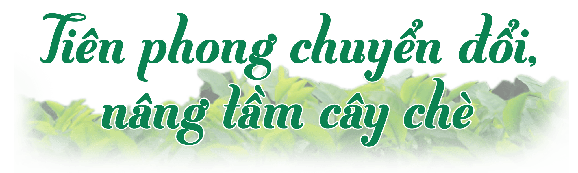 titphu1(1).png