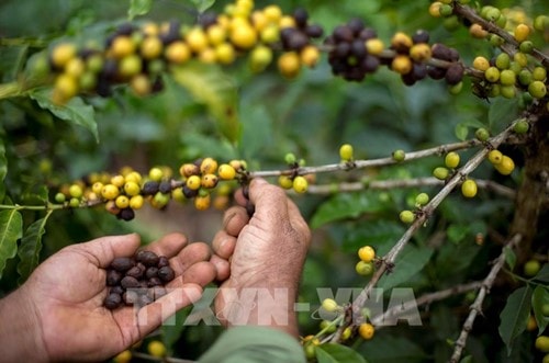 Hoạt động sản xuất và đóng gói cà phê hòa tan xuất khẩu tại Brazil