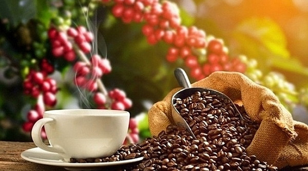 Diễn biến giá cà phê thế giới ghi nhận sự biến động trái chiều giữa các kỳ hạn và sàn giao dịch