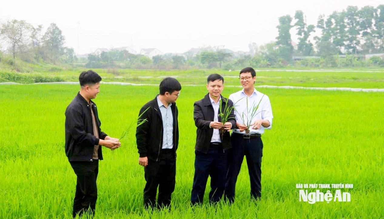 Các chuyên gia của Học viện Nông nghiệp Việt Nam kiểm tra cánh đồng tín chỉ carbon ở Nghệ An. Ảnh: Quang An