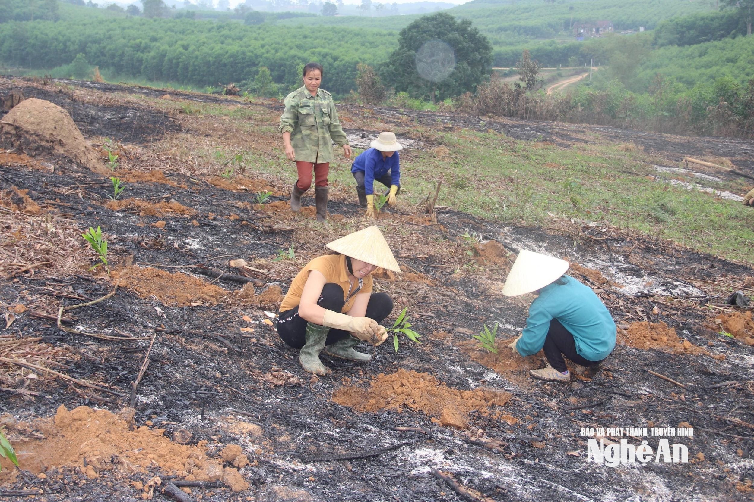 Trồng rừng nguyên liệu ở Tân Kỳ. Ảnh Văn Trường