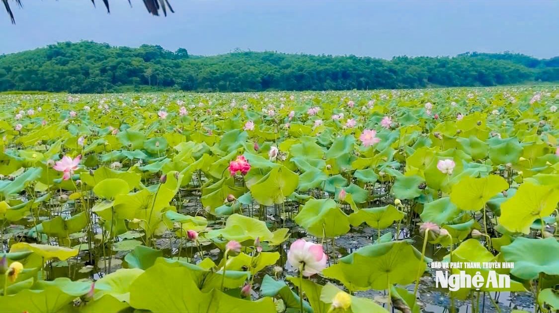 Đầm sen Bãi Gạo thời điểm chưa bị vùi lấp 2. Ảnh CSCC