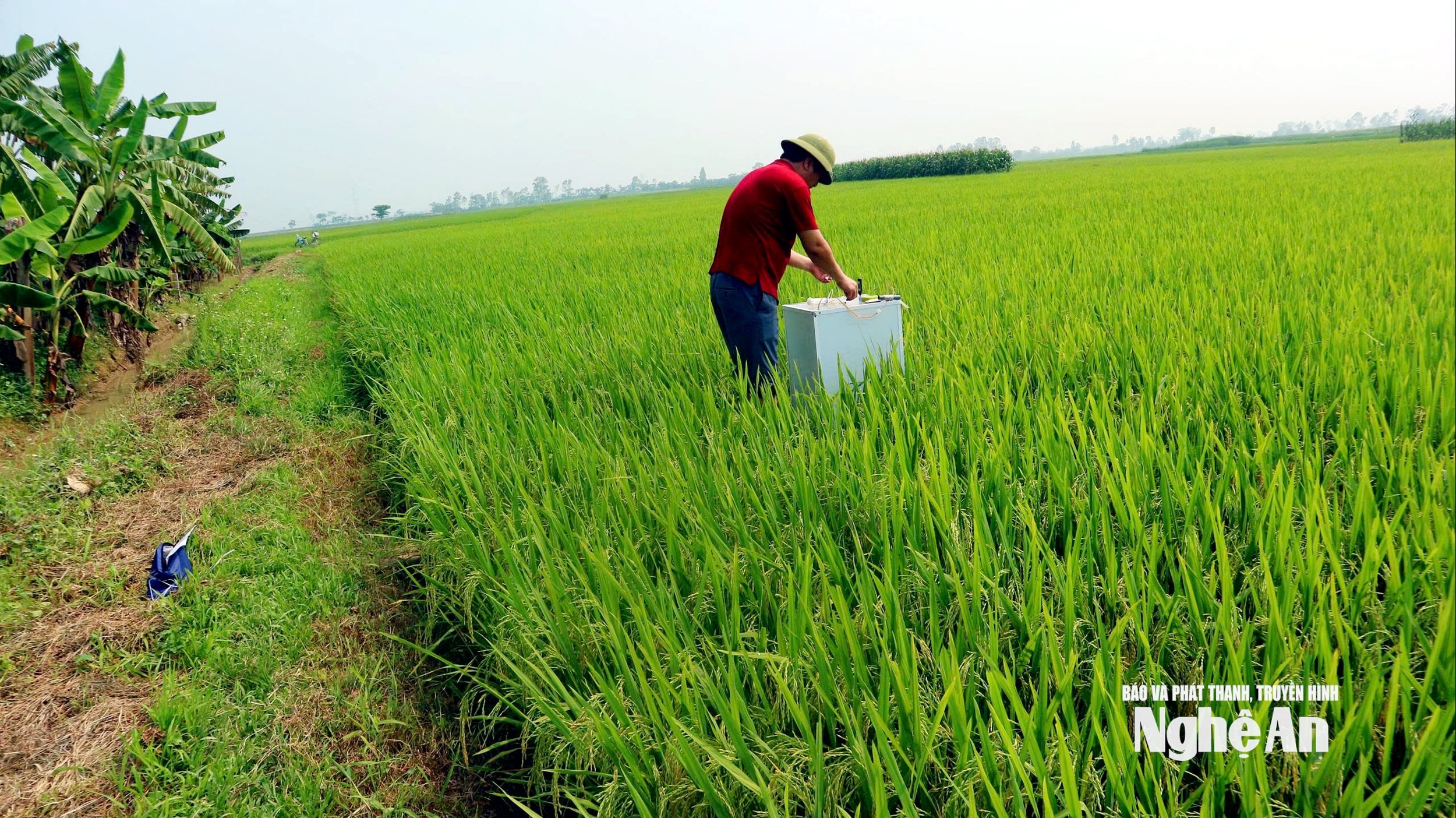 Dùng buồng đo khí thải carbon trên đồng lúa. Ảnh Phú Hương