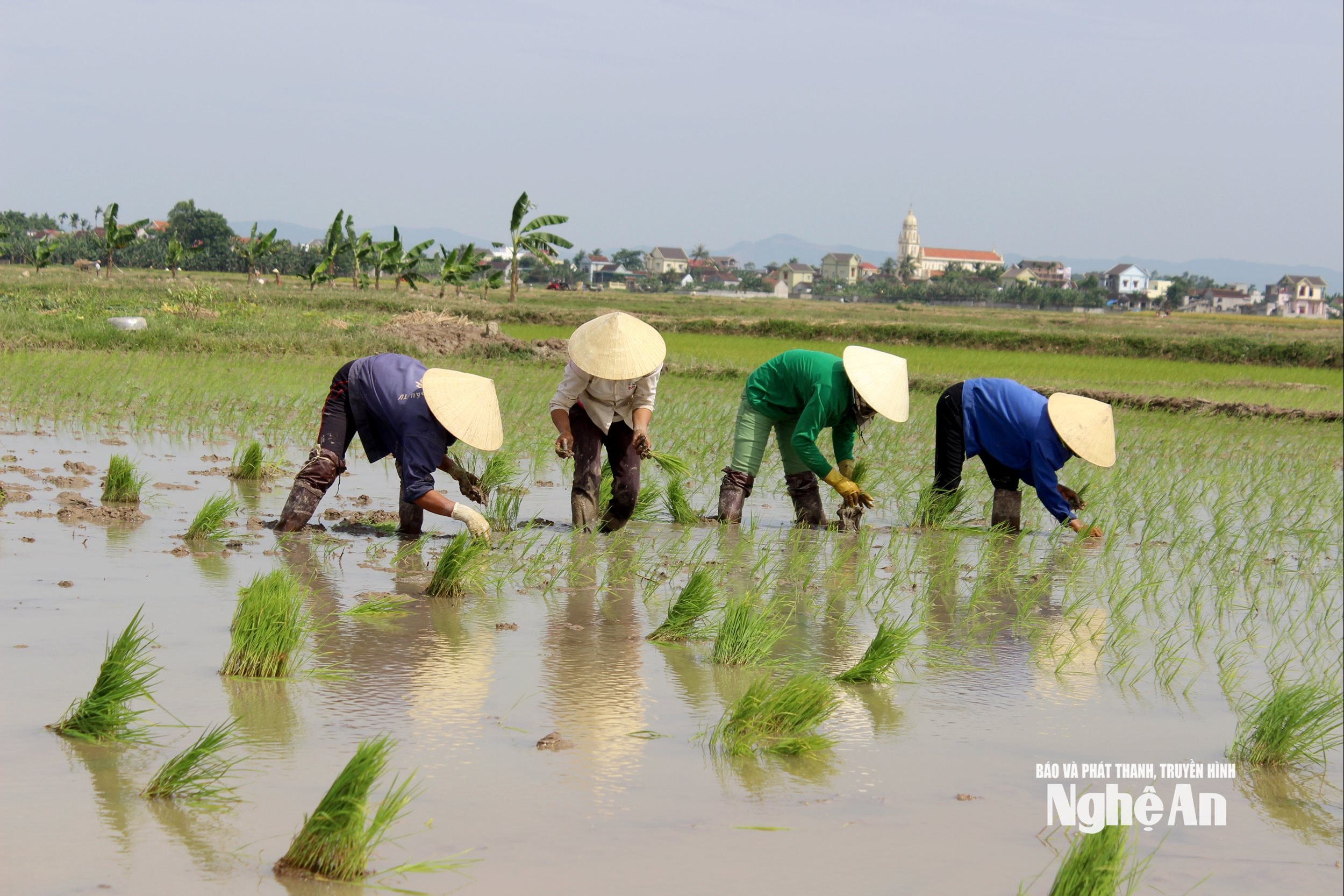 Người dân gieo cấy theo phương thức truyền thống ảnh QA