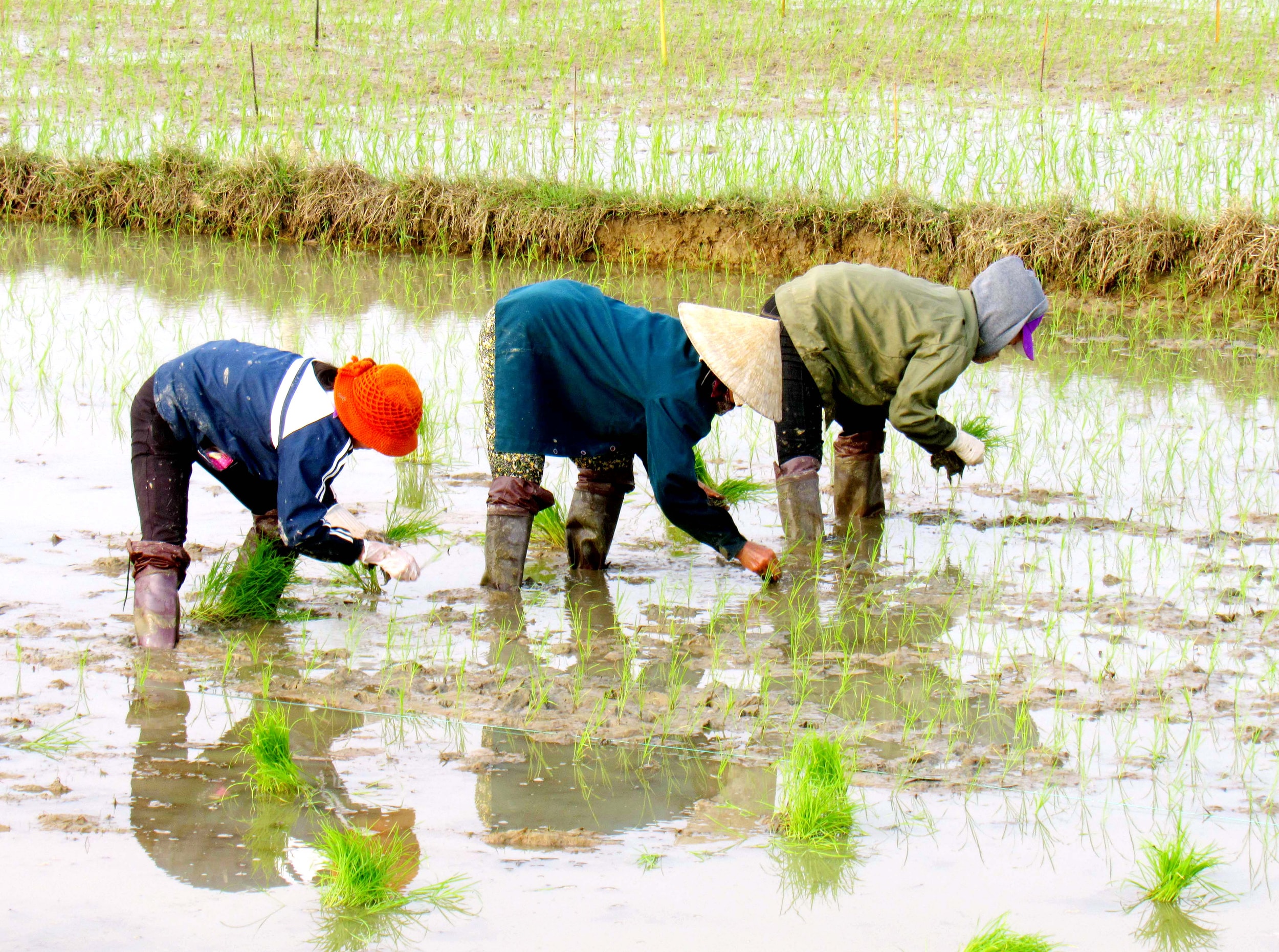 Người dân Nghệ An tập trung gieo cấy vụ Xuân sau Tết ảnh QA