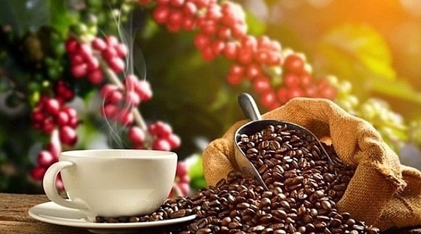 Giá cà phê hôm nay 23/3 tăng mạnh tại khu vực Tây Nguyên