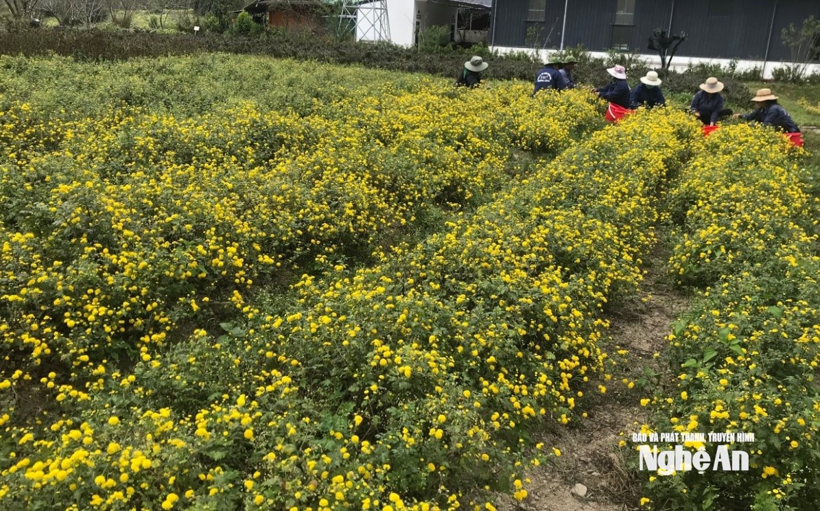 Thu hái hoa cúc ở Mường. Ảnh: 