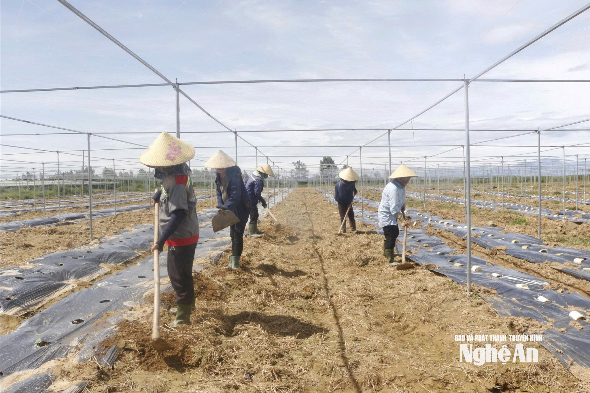 7 ha đất của Trang trại HTX Nông nghiệp Thành Vinh đã tơi xốp, giàu dinh dưỡng qua nhiều năm cải tạo. Ảnh: Phú Hương