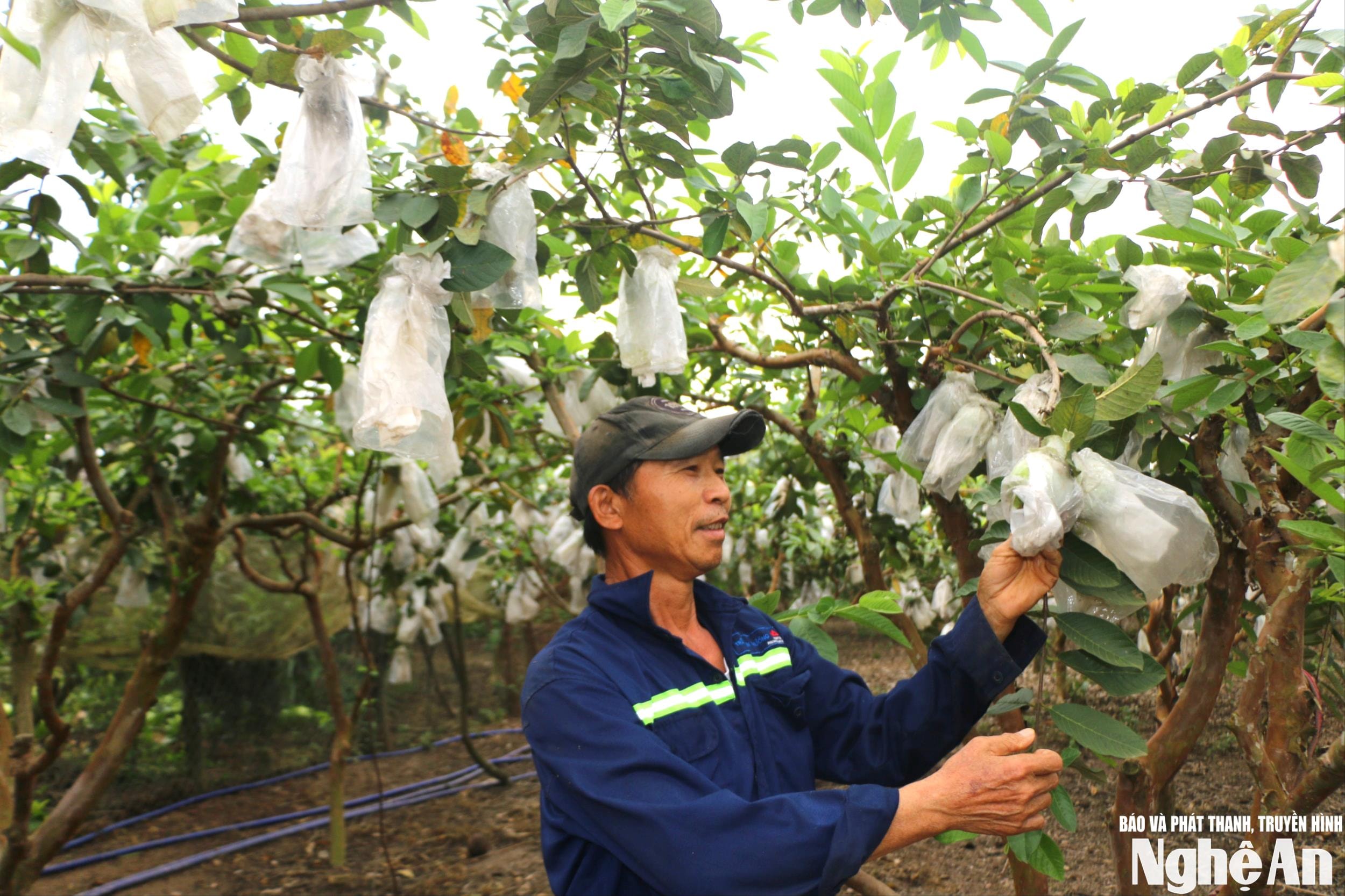 Il frutteto di guava della famiglia del signor Tran Van Quy, nella frazione di Quang Minh, quartiere di Thai Hoa, è attualmente in fase di raccolta. Foto: K