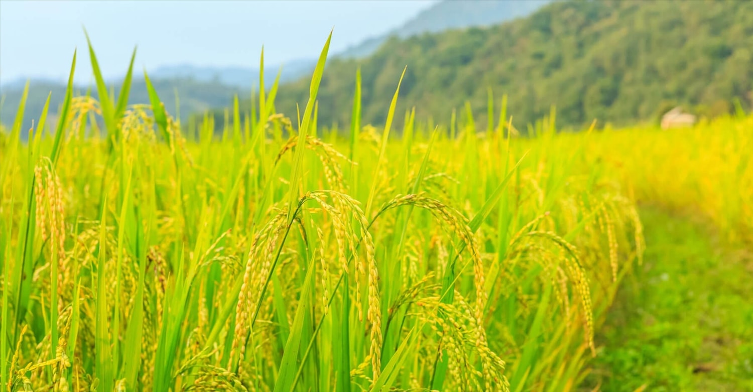 Giá lúa gạo hôm nay 26/3/2026: Gạo đi ngang, lúa tươi giảm nhẹ