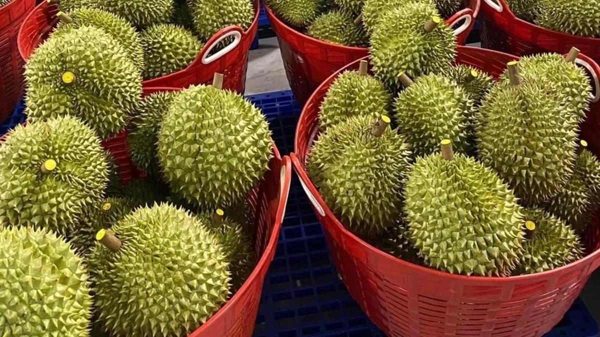 Cập nhật giá sầu riêng 26/3/2026: Giá RI6 và Thái ổn định