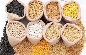 Giá thức ăn chăn nuôi tại Trung Quốc tăng vọt do giá ngũ cốc tăng