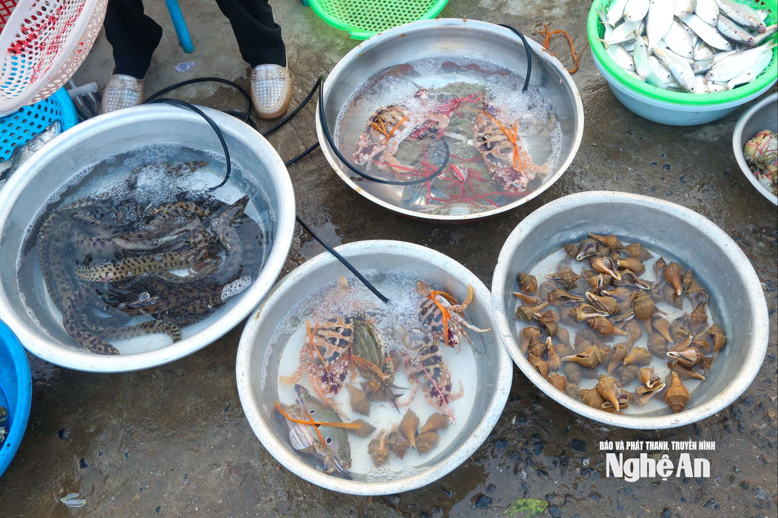 ອາຫານທະເລສົດໆຫາກໍ່ຖືກຊາວປະມົງນຳມາຝັ່ງ. ພາບ: ດິງຕວຽນ