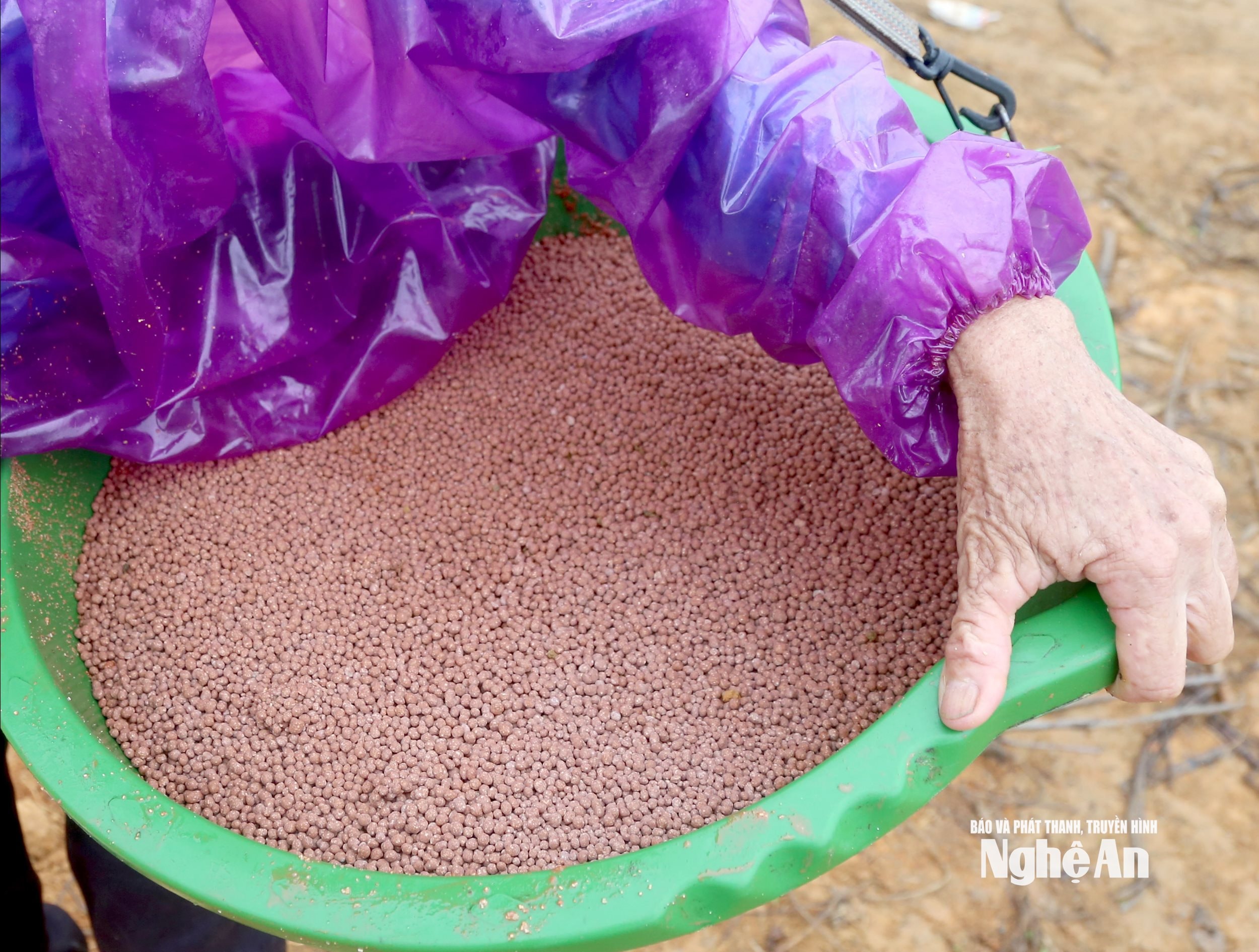 ໝາກນັດ 2 (2)