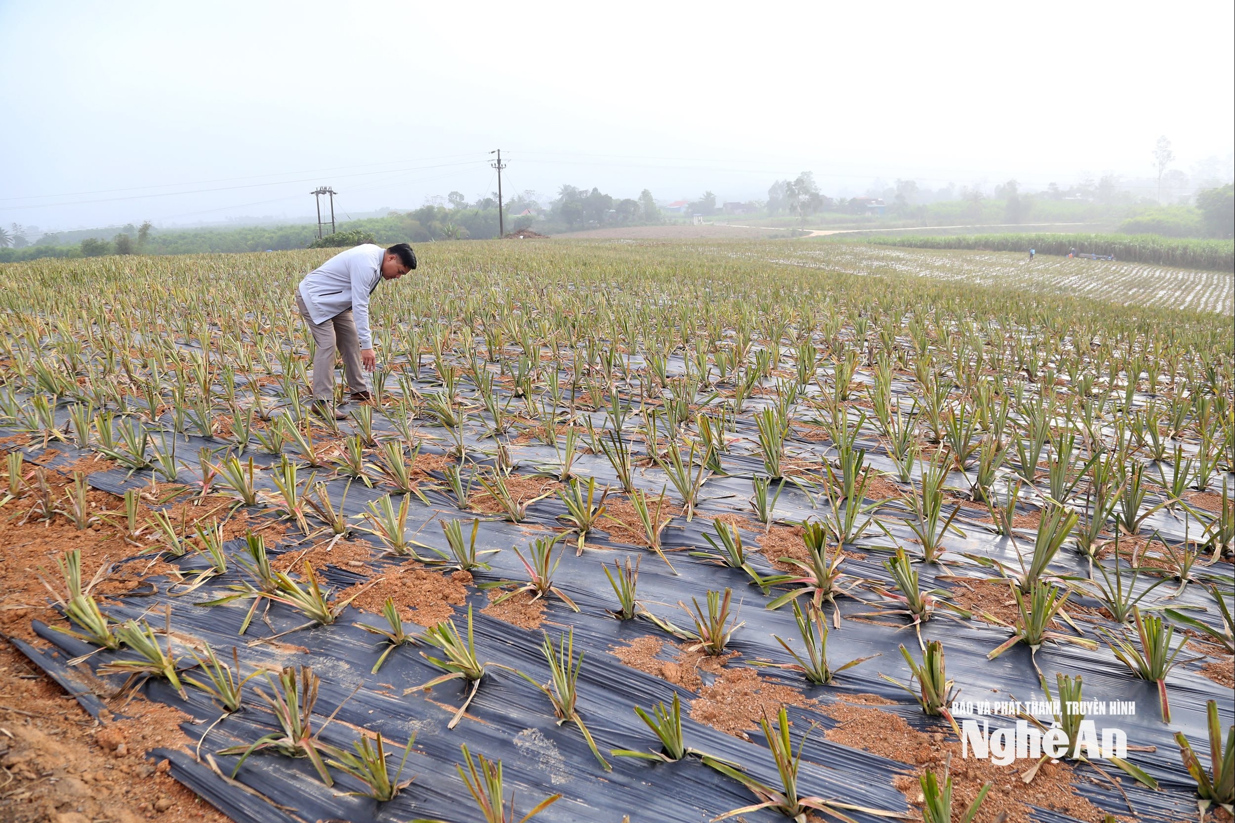 ໝາກນັດ 5 ໜ່ວຍ