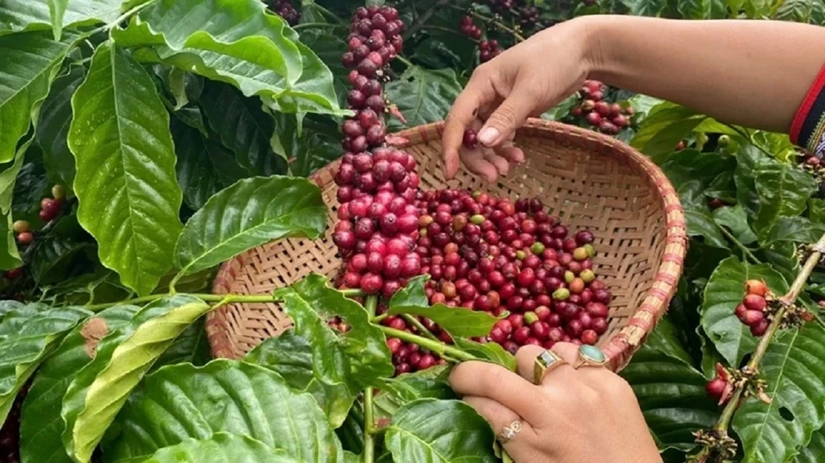 Cập nhật giá cà phê hôm nay 30/3/2026: Lâm Đồng tăng nhẹ