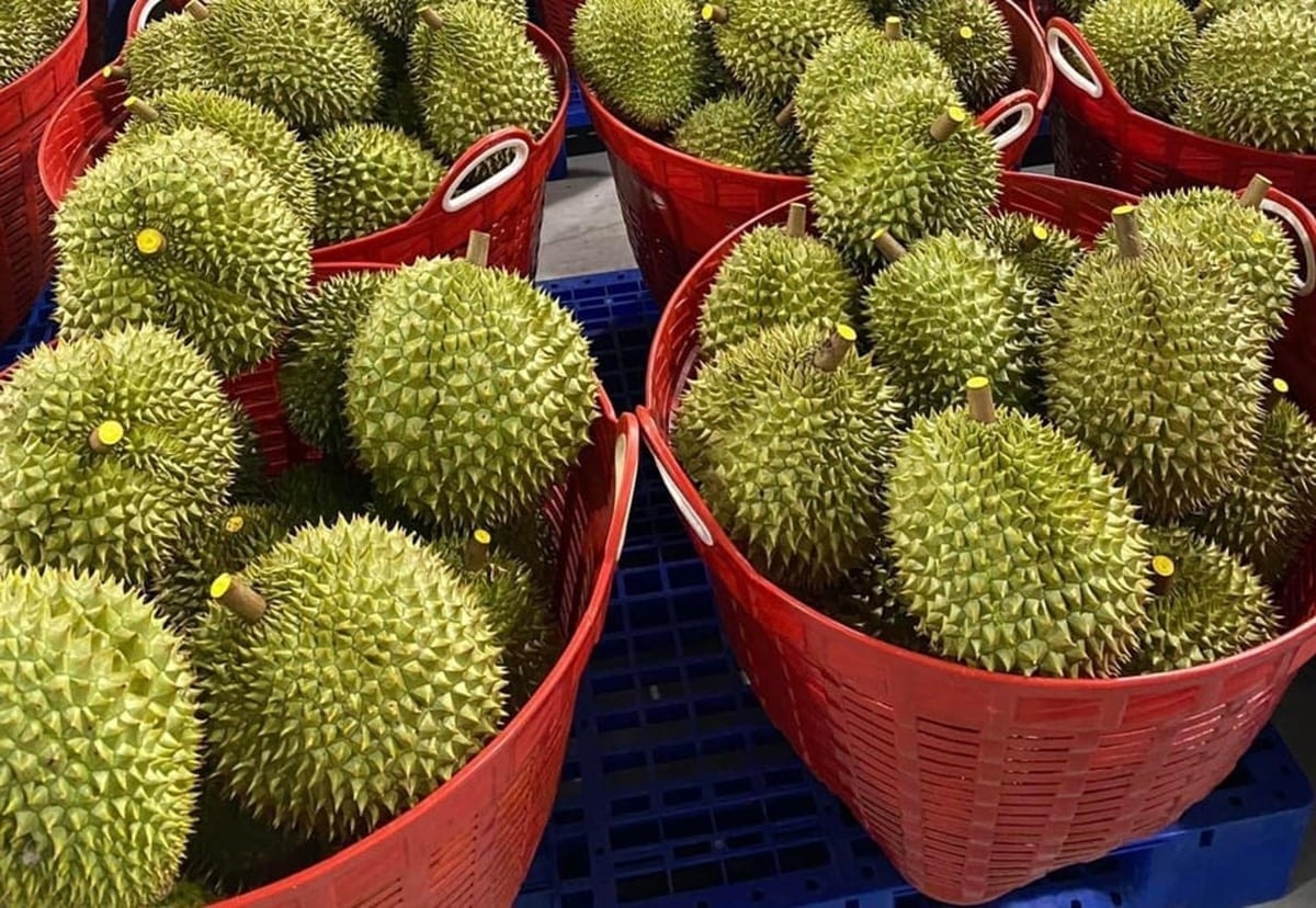 Giá sầu riêng hôm nay 2/4/2026: Đi ngang, RI6 từ 52.000–60.000 đồng/kg