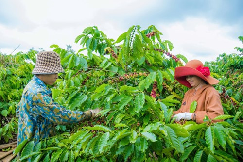 Chế biến cà phê xuất khẩu tại Việt Nam