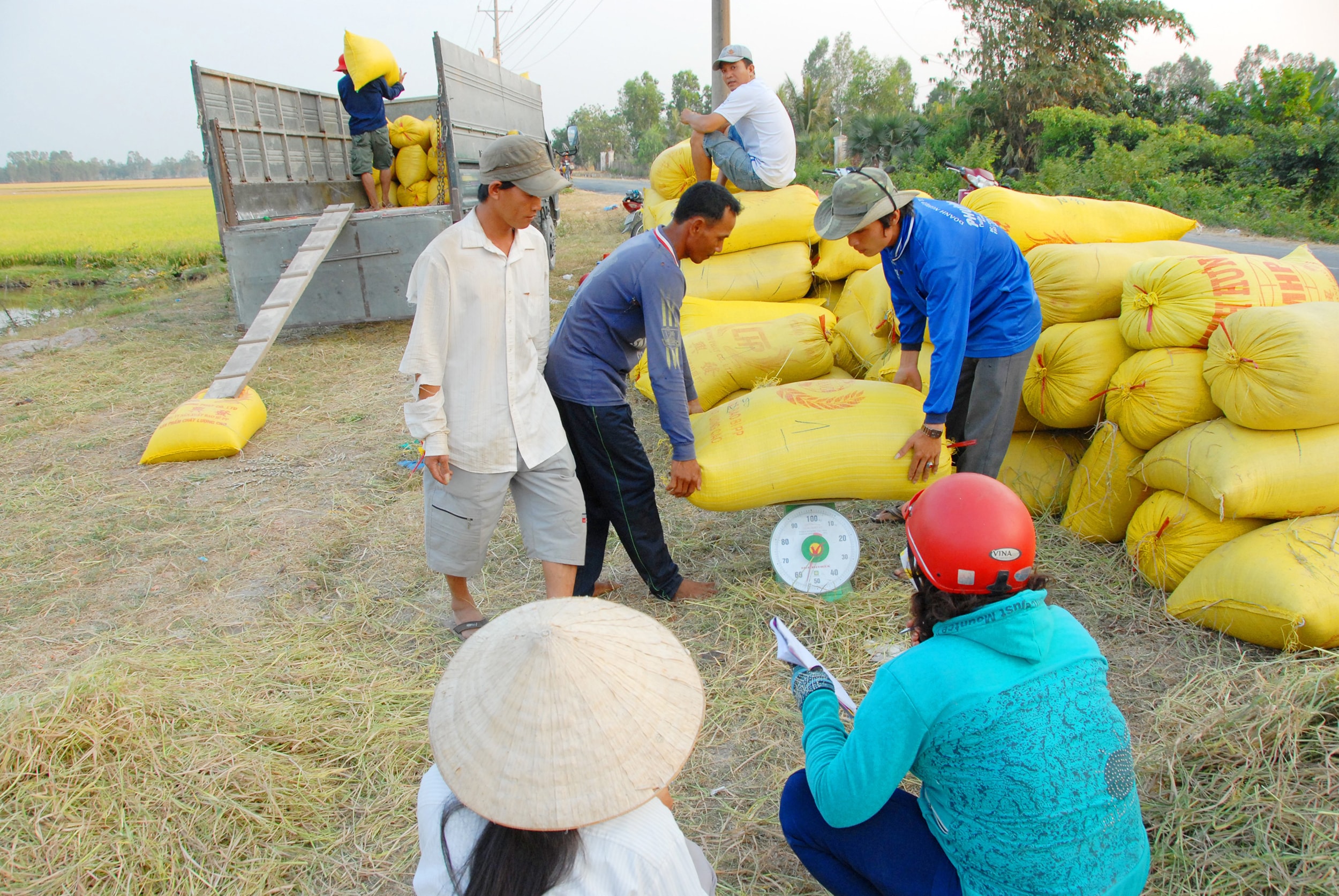 Giá lúa gạo hôm nay 3/4/2026: Tăng nhẹ, xuất khẩu lập đỉnh