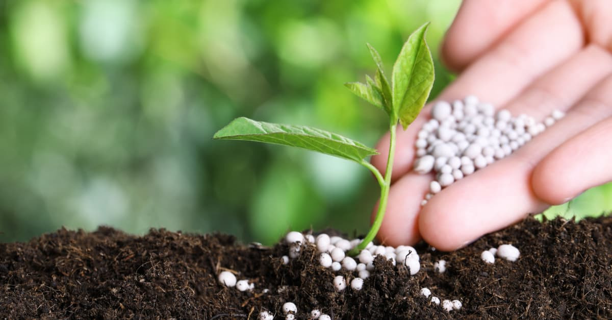 Giá phân bón hôm nay 4/4/2026: Ure, NPK giữ ổn định