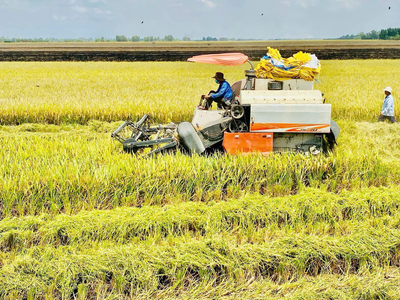 Giá phân bón hôm nay 7/4/2026: Ổn định trên toàn quốc