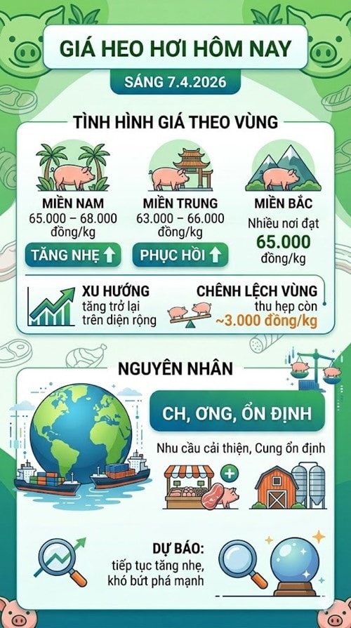 Thị trường heo hơi ngày 7/4 ghi nhận xu hướng tăng trở lại tại nhiều địa phương