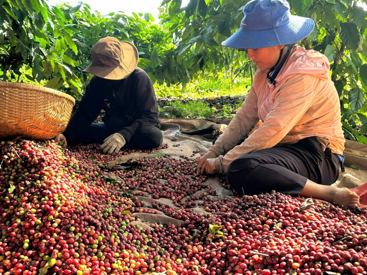 Giá cà phê hôm nay 7/4/2026: Cao nhất 89.300 đồng/kg