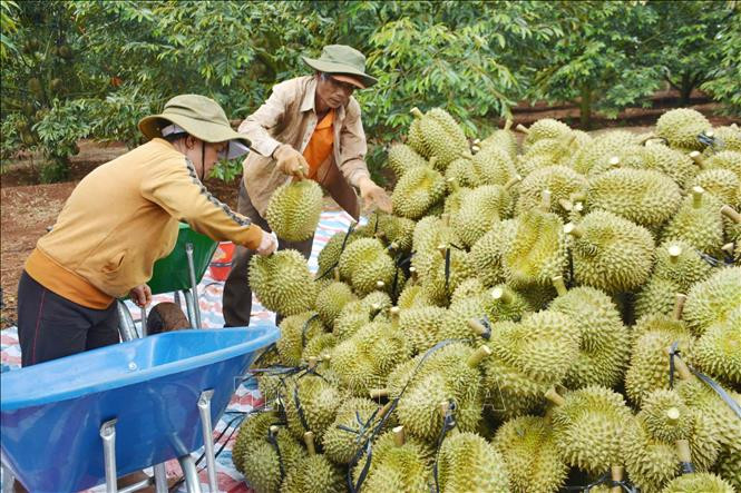 Giá sầu riêng hôm nay 9/4/2026: Thị trường đi ngang