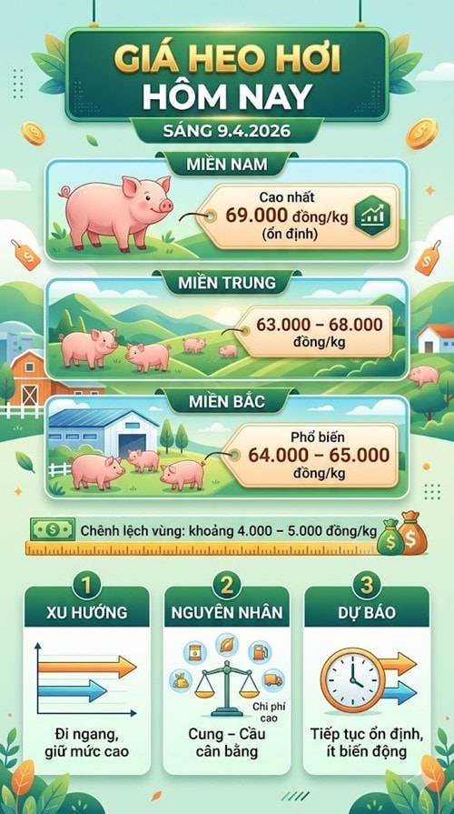Giá heo hơi hôm nay 9.4 tiếp tục duy trì xu hướng ổn định ở mức cao tại nhiều khu vực trên cả nước