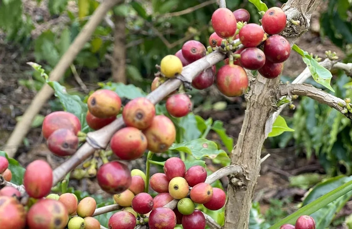 Giá cà phê hôm nay 9/4/2026: Arabica quay đầu tăng sốc