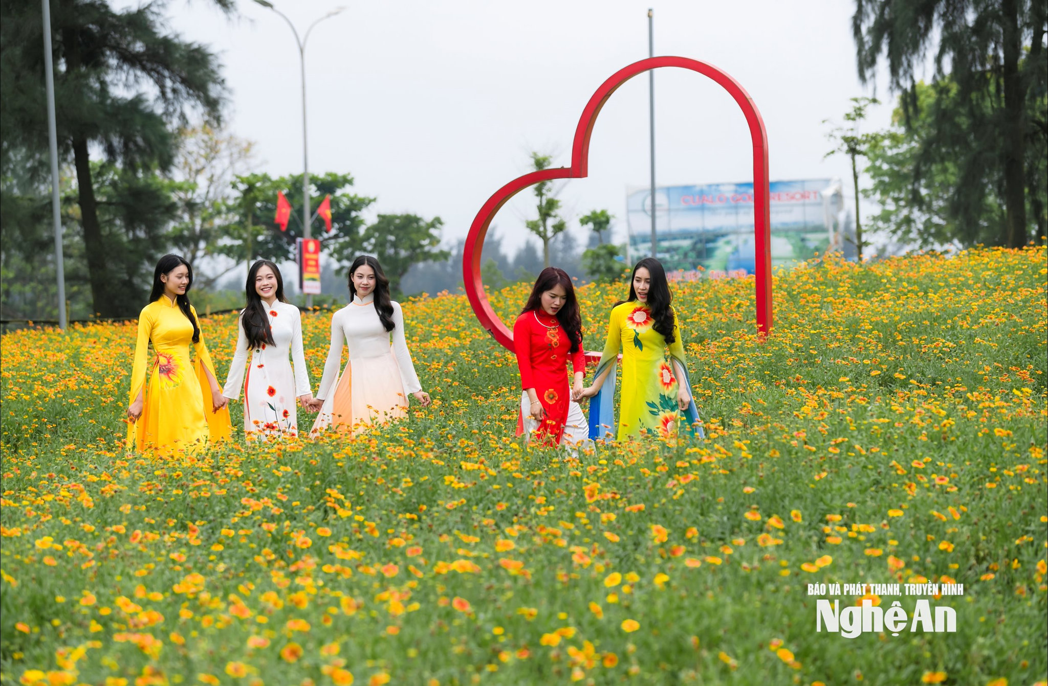 Hoa cúc biển Cửa Lò. Ảnh Đức Anh