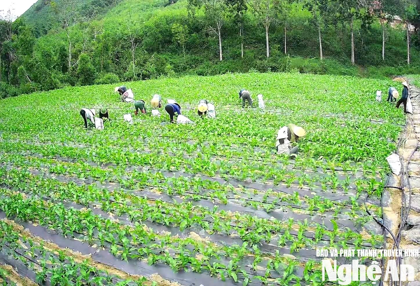 Mô hình trồng sâm của anh Trần Duy Long tạo việc làm cho nhiều lao động địa phương. Ảnh: Hoài Thu
