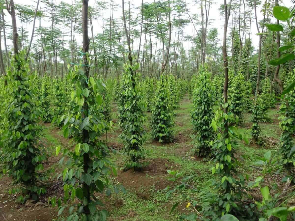 Giá tiêu hôm nay 13/4/2026: Tăng nhẹ 1000 đồng