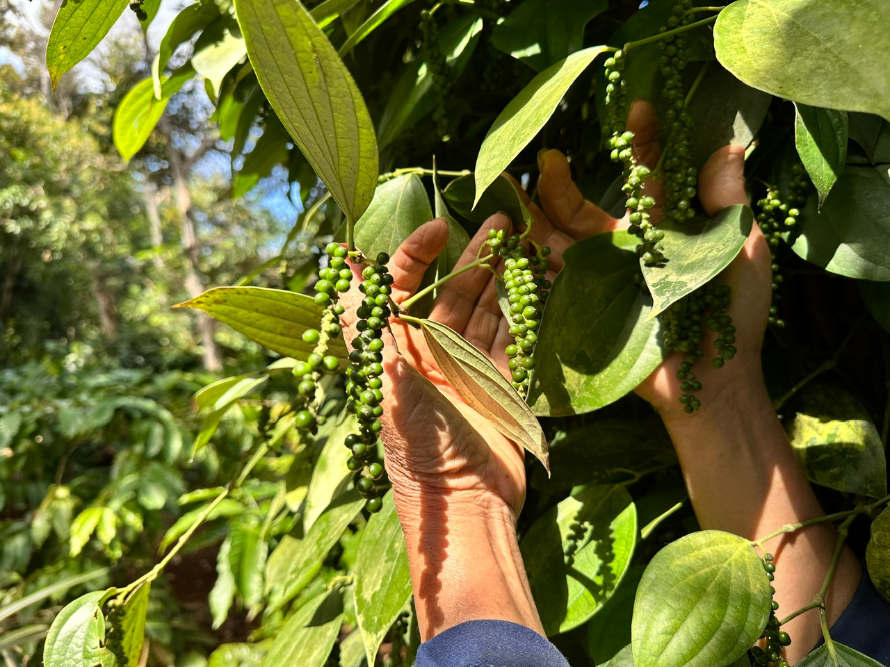 Giá tiêu hôm nay 14/4/2026: Tăng nhẹ 500 đồng/kg