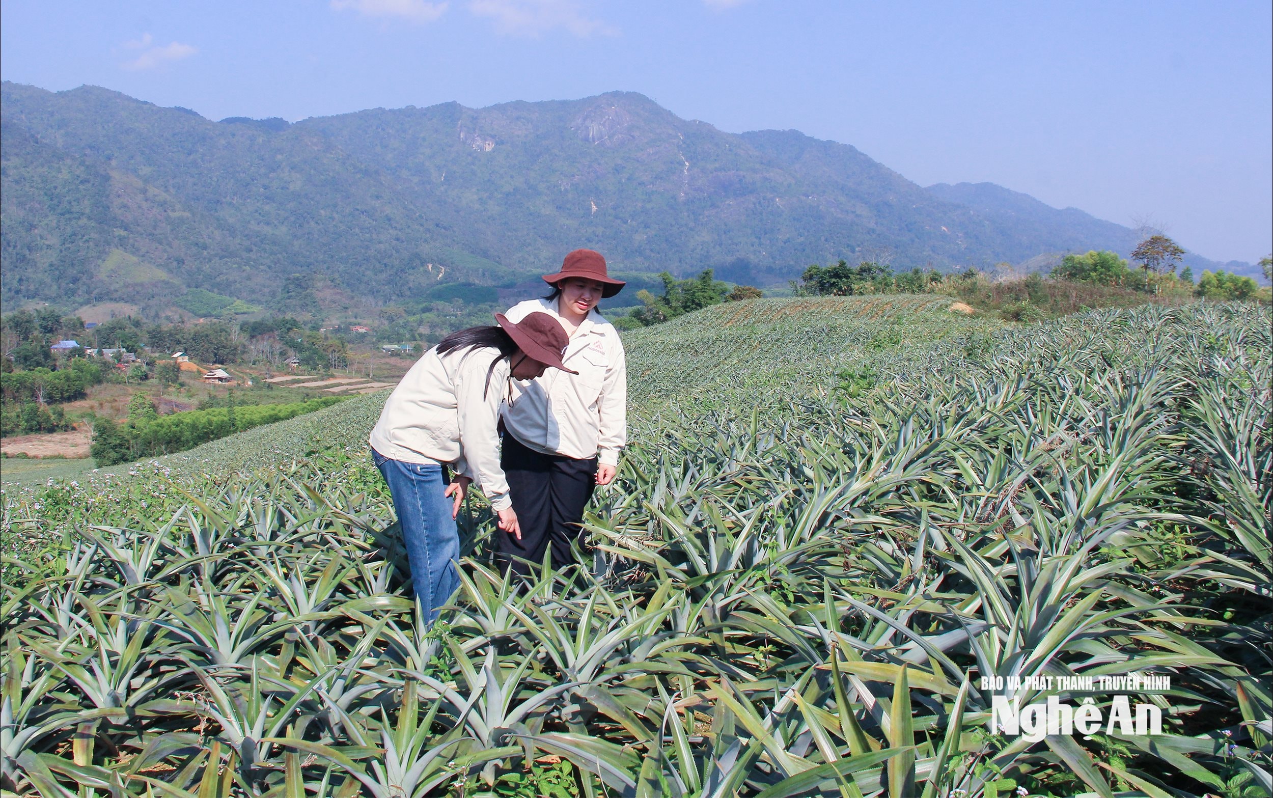 Cây dứa đang được đầu tư mở rộng tại xã Tri Lễ. Ảnh: Mai Hoa