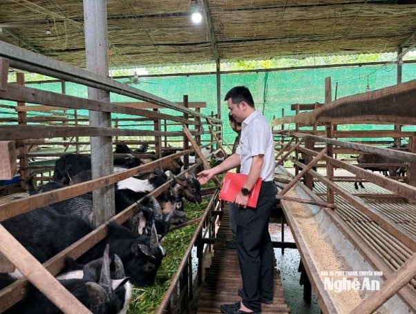 Il personale della filiale di Agribank a Tay Nghe An ispeziona le famiglie che usufruiscono dei prestiti.