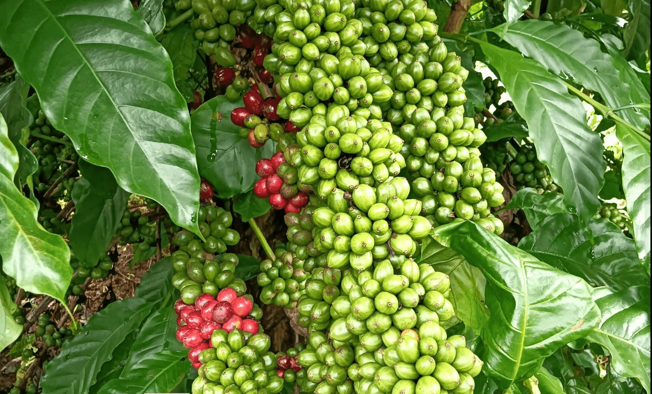 Giá cà phê hôm nay 16/4: Robusta tăng vọt lên 3.528 USD/tấn, cao nhất từ đầu tháng 4