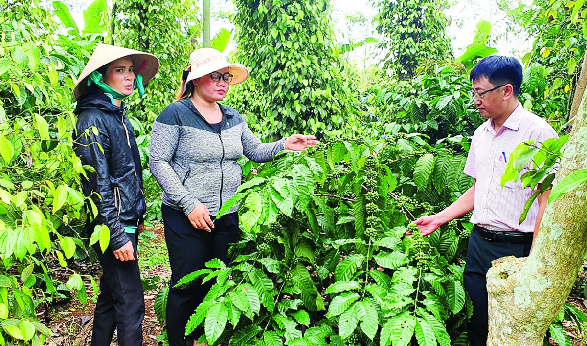 Giá tiêu hôm nay 15/4/2026: Tăng lên 141.000 đ/kg
