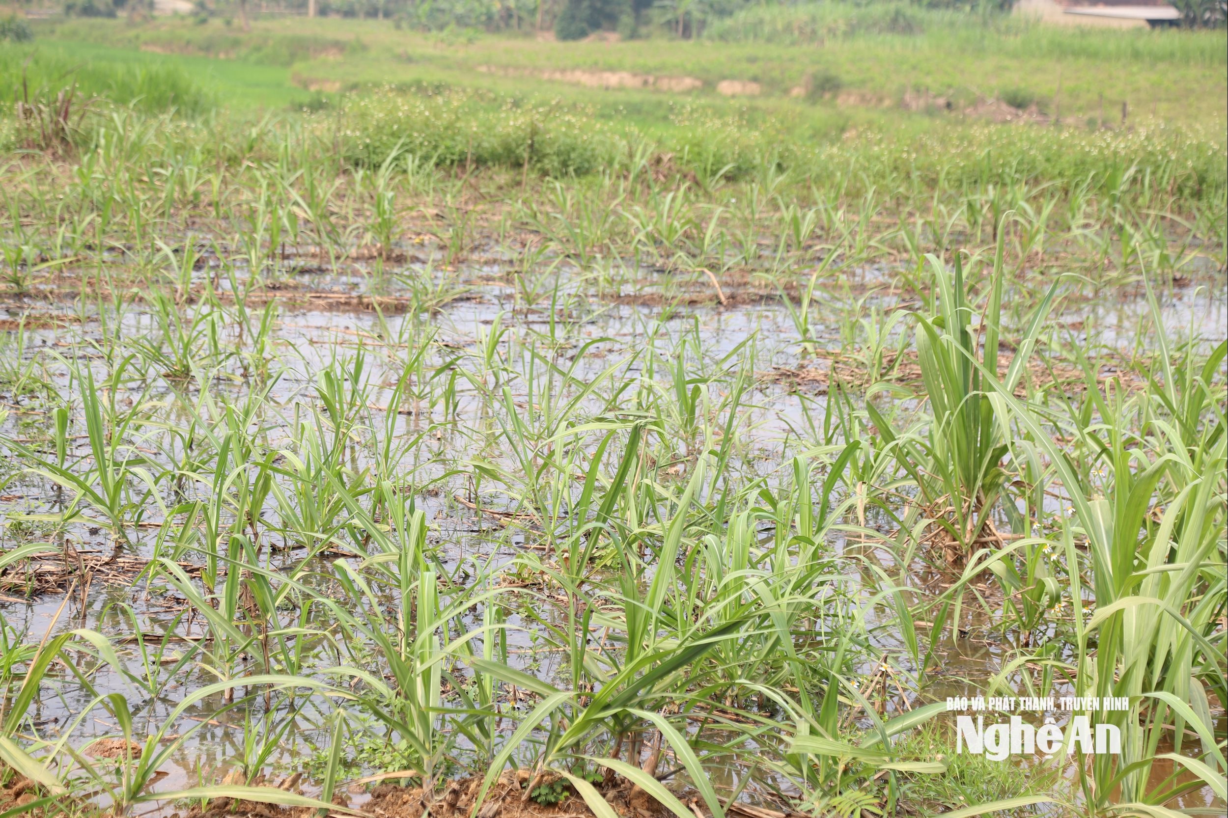 nước 4 (2)