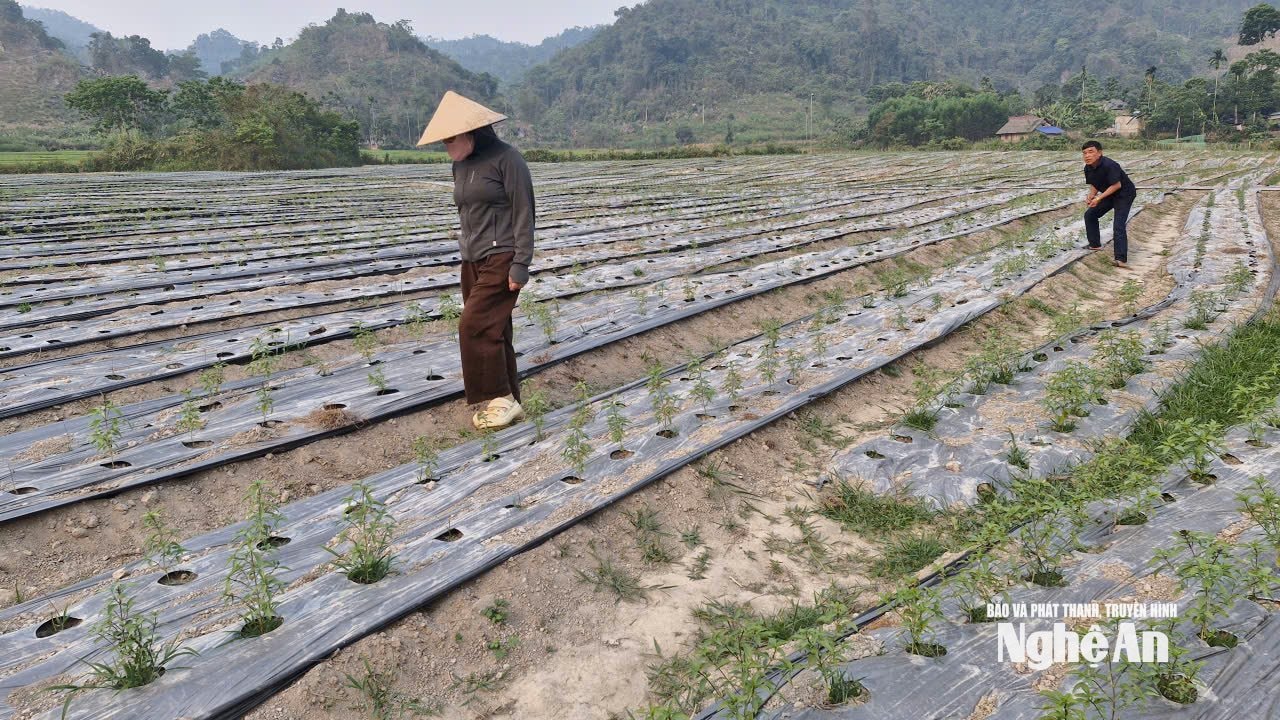 Nhân dân bản Đôm 1 chăm sóc cây húng quế để làm sản phẩm tinh dầu dược liệu - dự án mới để thúc đẩy phạt triển kinh tế ở xã Hùng Chân. Ảnh: Nhật Lân