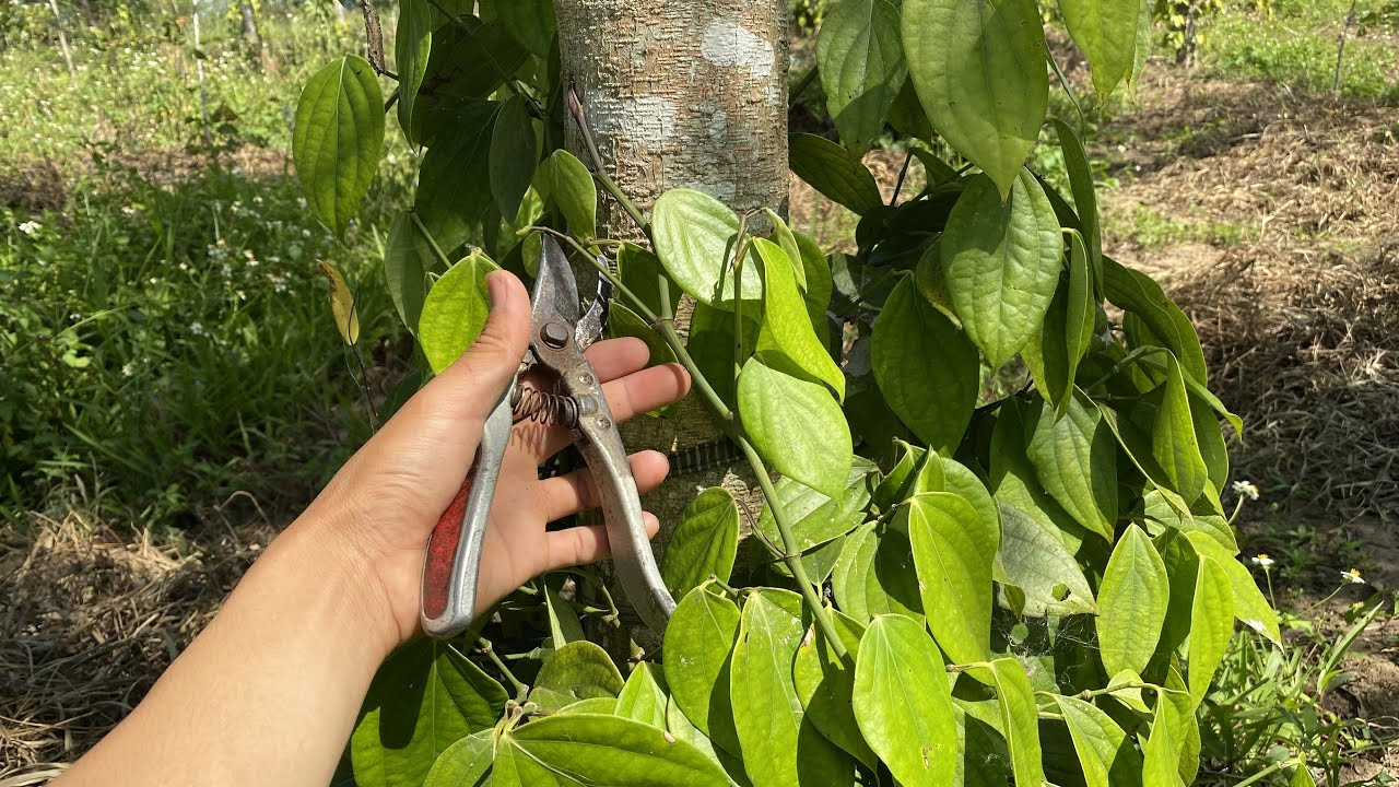 Giá tiêu hôm nay 20/4/2026: Cao nhất 141.000 đ/kg